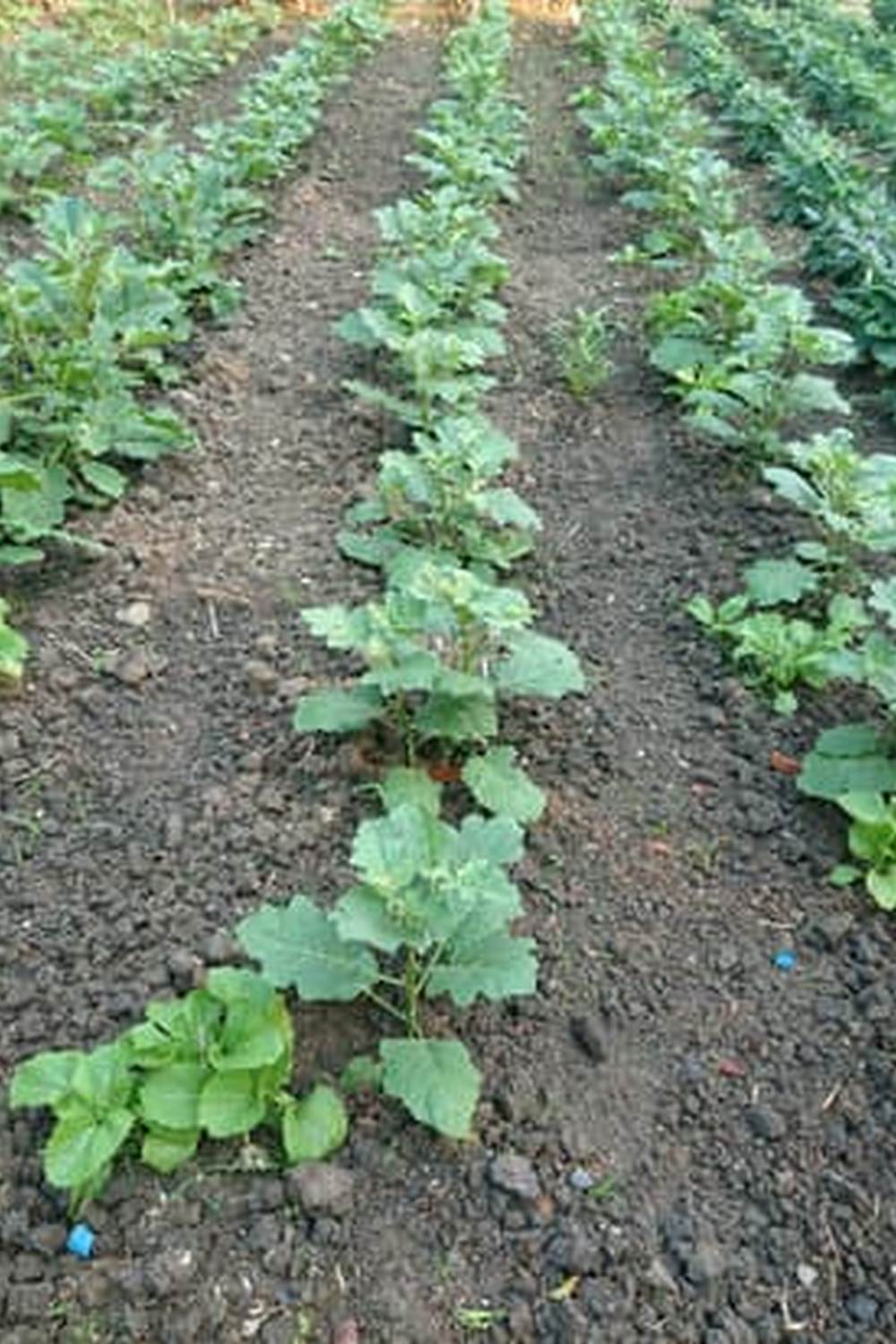 Explore drip irrigation for efficient watering in vegetable gardens. Save water with drip irrigation options