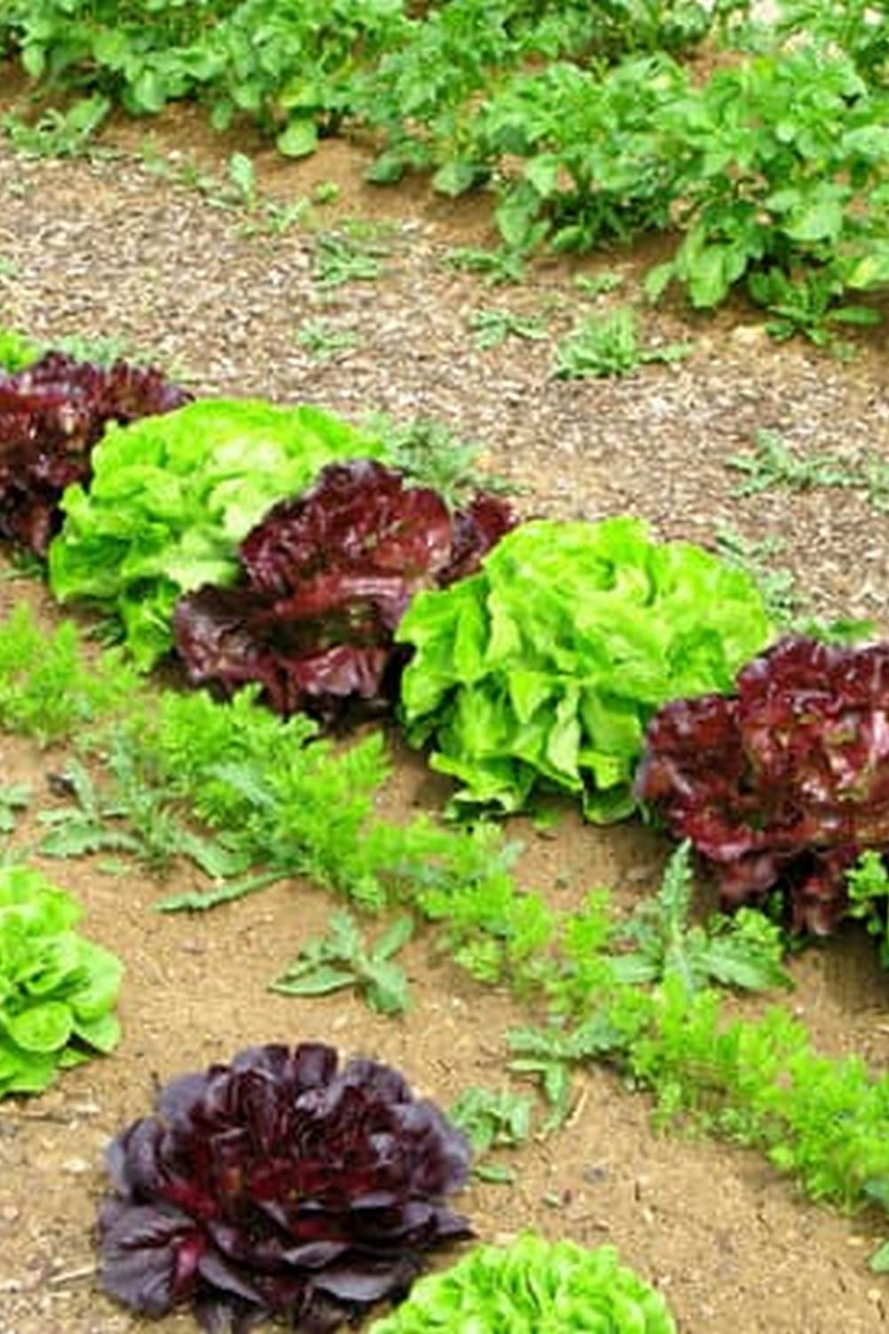 Ideal for Vegetables