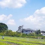 Pyrethrin for Vegetable Gardens PYRETHRIN FOR VEGETABLE GARDENS - safe and effective solution for garden pests