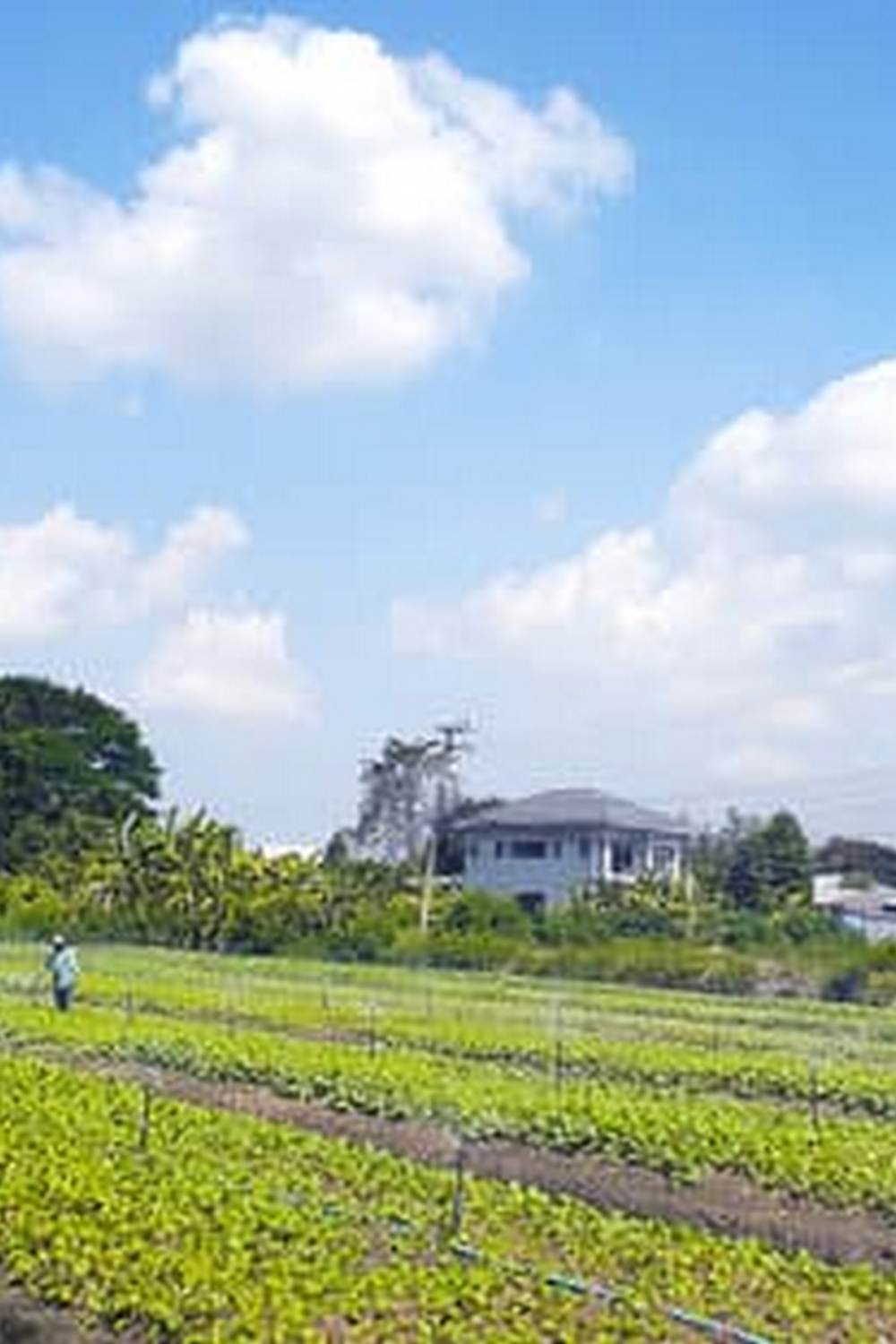 PYRETHRIN FOR VEGETABLE GARDENS - safe and effective solution for garden pests