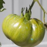 Unlock vegetable patches by merging items strategically in Merge Gardens game