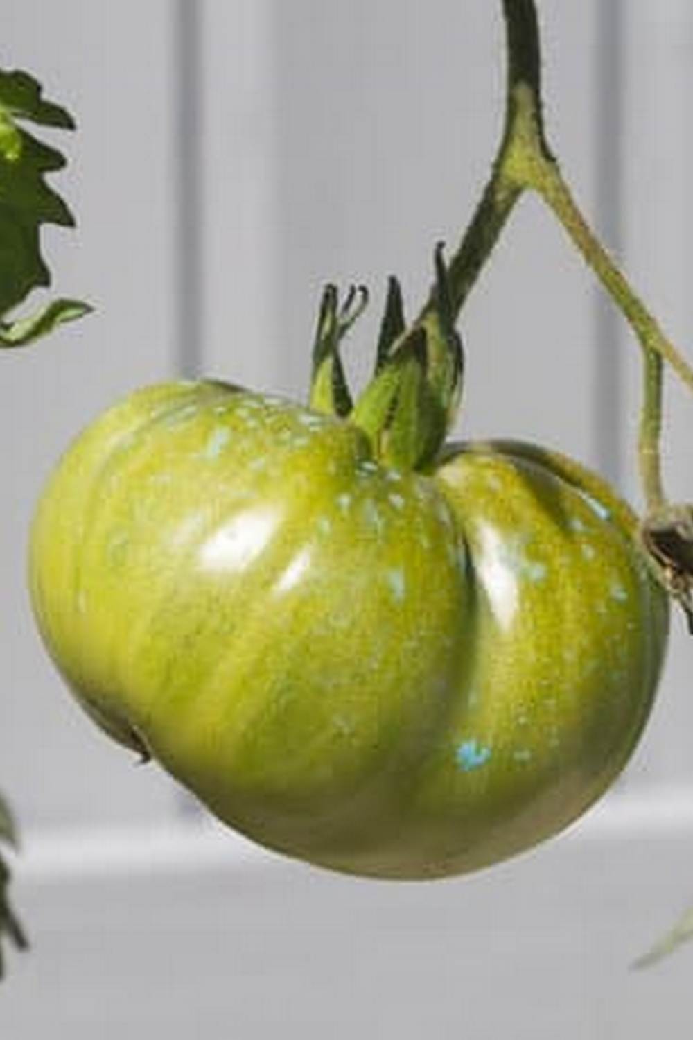 Unlock vegetable patches by merging items strategically in Merge Gardens game