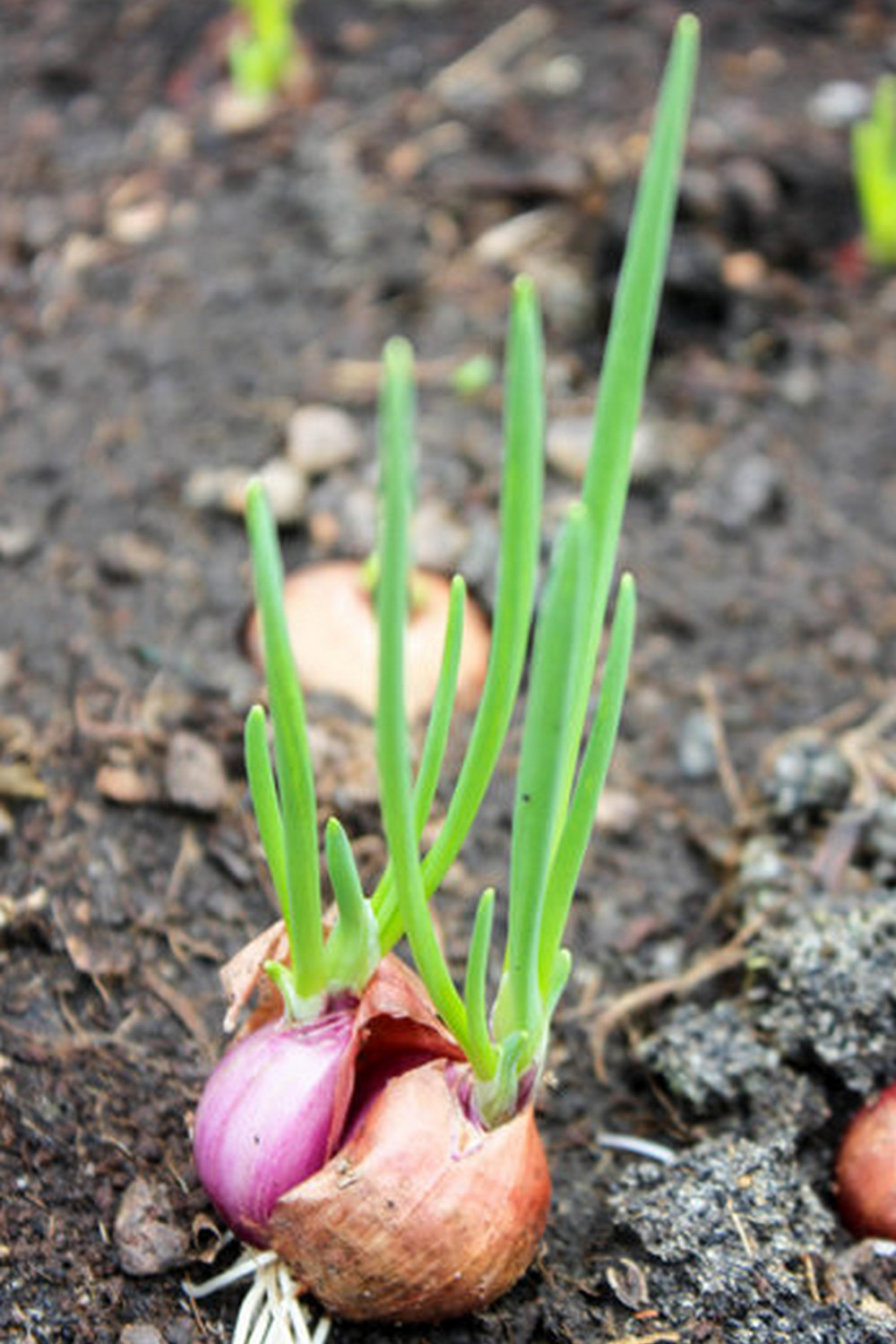 Visit Eddie Arnold Vegetable Gardens in Champaign, IL - organic produce and community events for all
