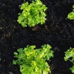 Explore thriving vegetable gardening in Wyoming with diverse crops and unique growing conditions