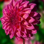 Whta Is the Most Common Vegetable in Gardens WHTA IS THE MOST COMMON VEGETABLE IN GARDENS