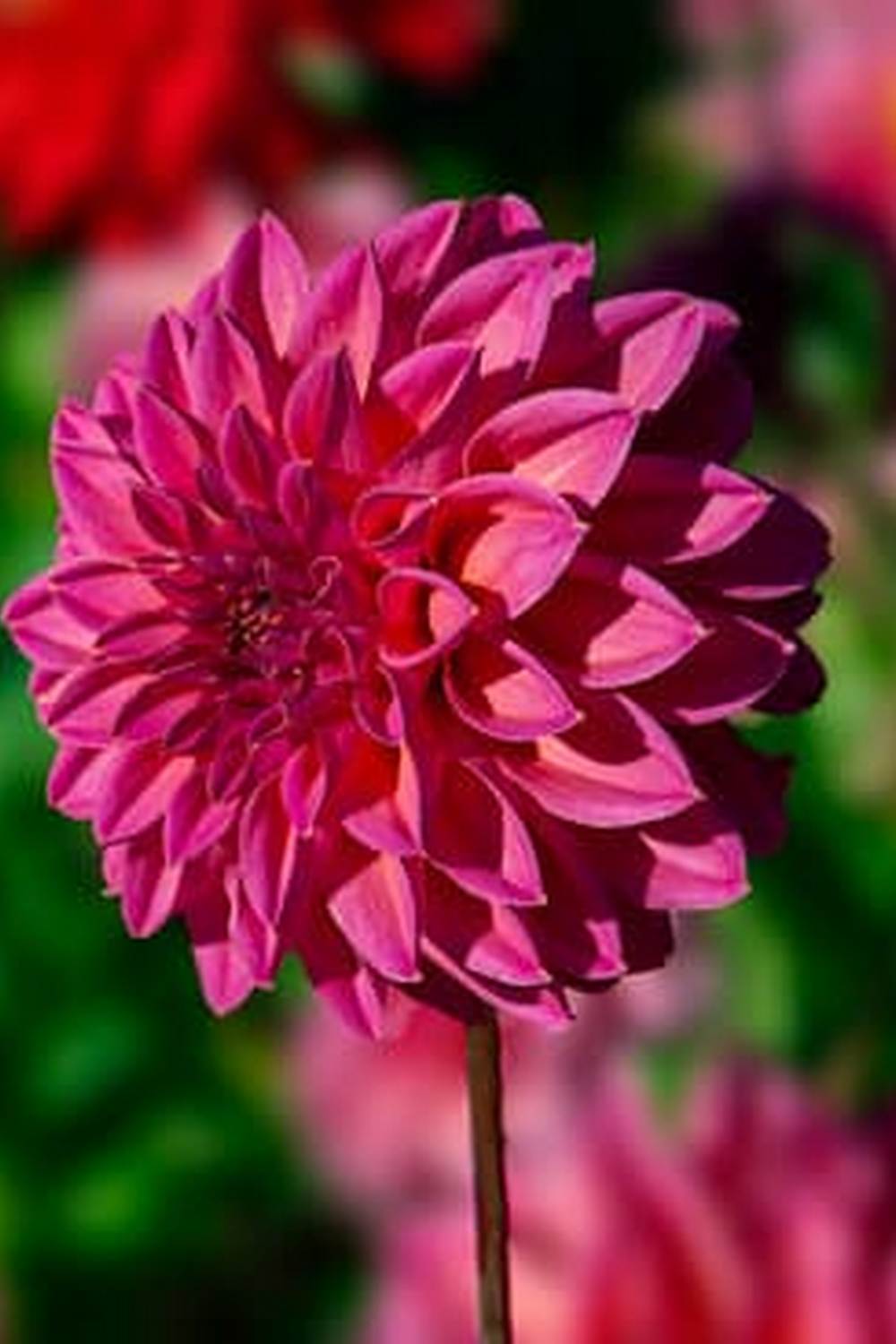 WHTA IS THE MOST COMMON VEGETABLE IN GARDENS