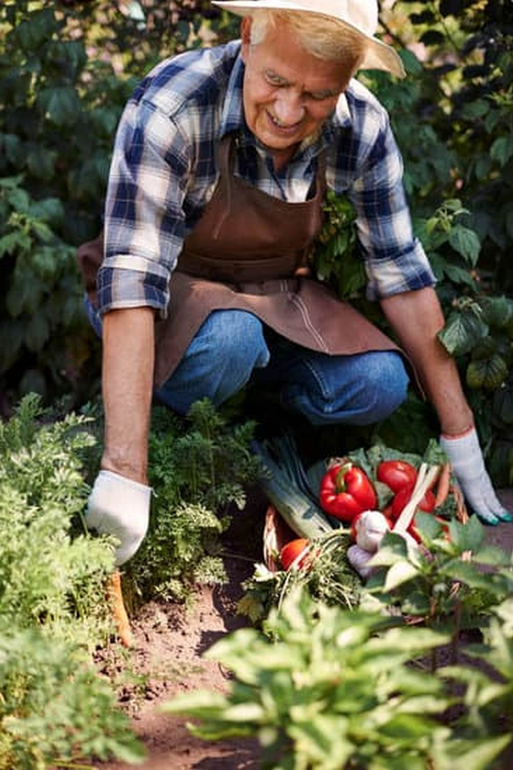 grow lettuce, herbs, and tomatoes year-round