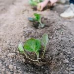 Best Vegetable Gardening Books of All Time Best Vegetable Gardening Books of All Time for beginners and experts alike