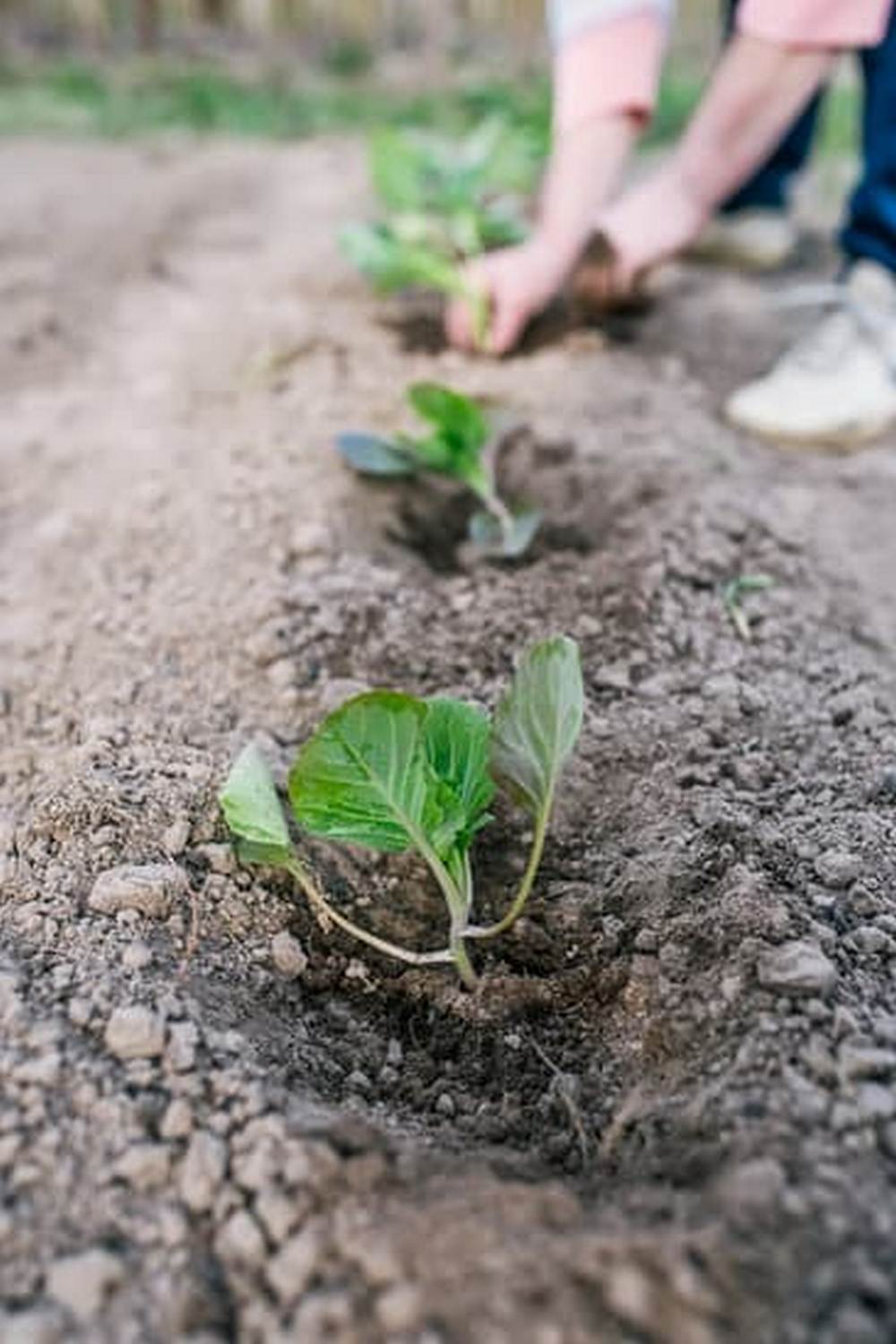 Best Vegetable Gardening Books of All Time for beginners and experts alike