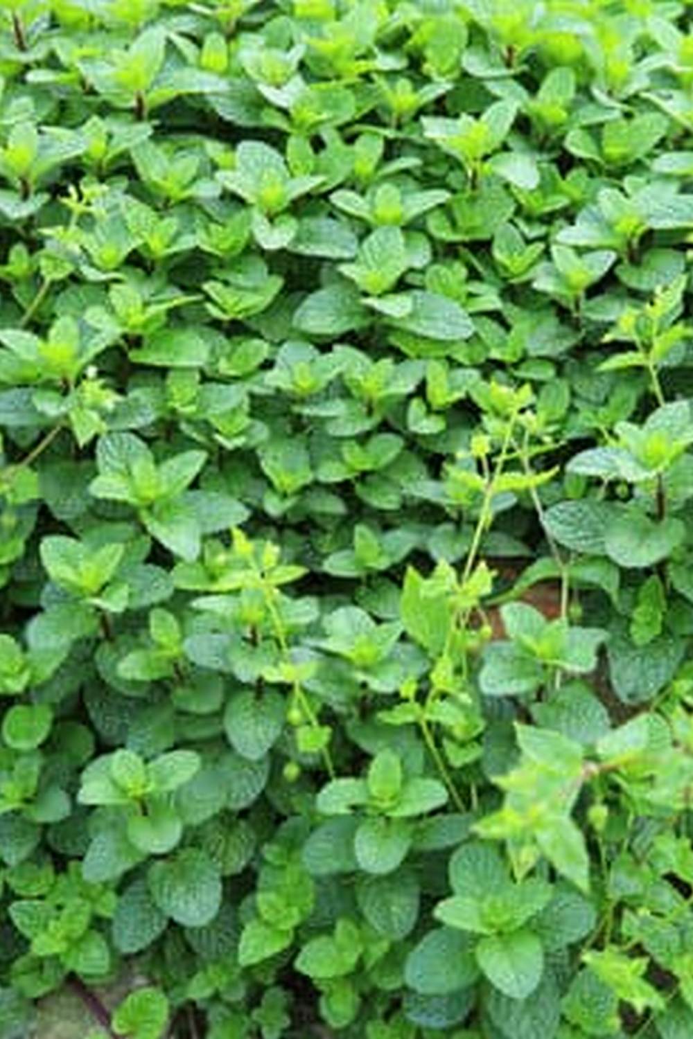 Lush vegetable garden filled with colorful produce, perfect for gardening enthusiasts