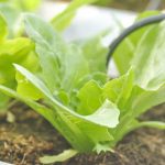 Vegetable Gardening Book with tips on planting, harvesting, and care for your garden