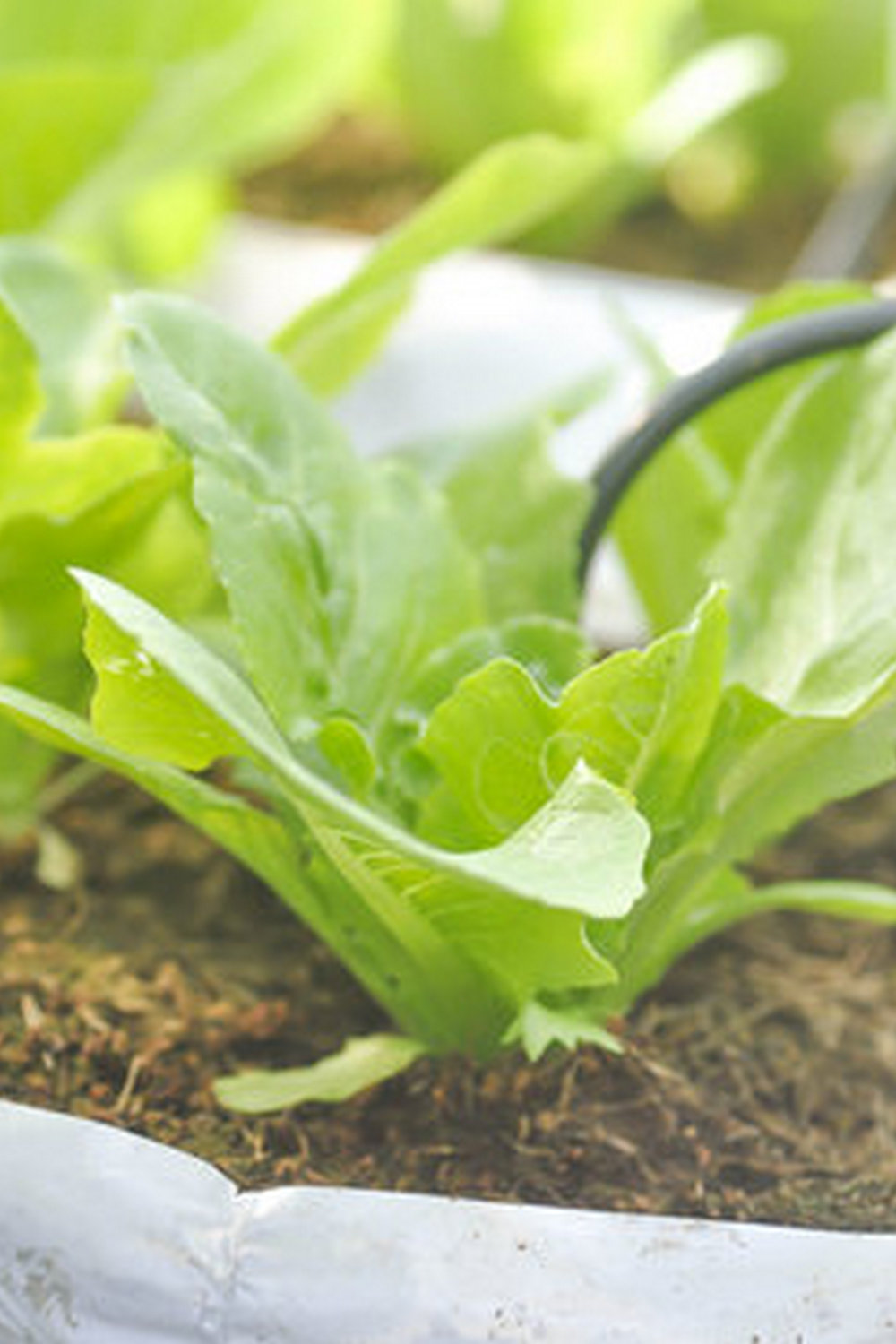 Vegetable Gardening Book with tips on planting, harvesting, and care for your garden