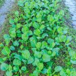 Creative ways to do vertical vegetable gardening in India - maximize space and yield