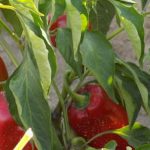 Discover diverse vegetable gardening plans to maximize yield and variety in your garden