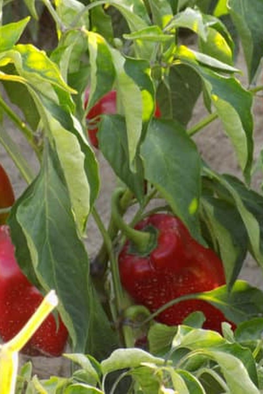 Discover diverse vegetable gardening plans to maximize yield and variety in your garden