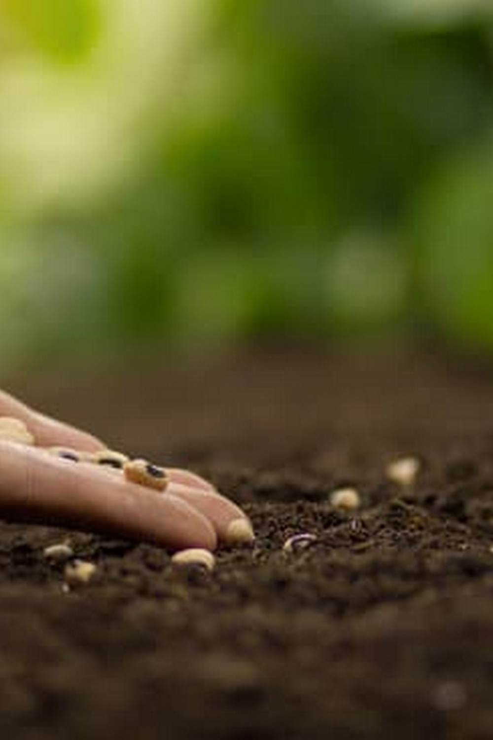 Grow fresh produce indoors for a sustainable lifestyle