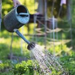 Comprehensive vegetable planting tips by Master Gardeners Sonoma County - follow their guide for success