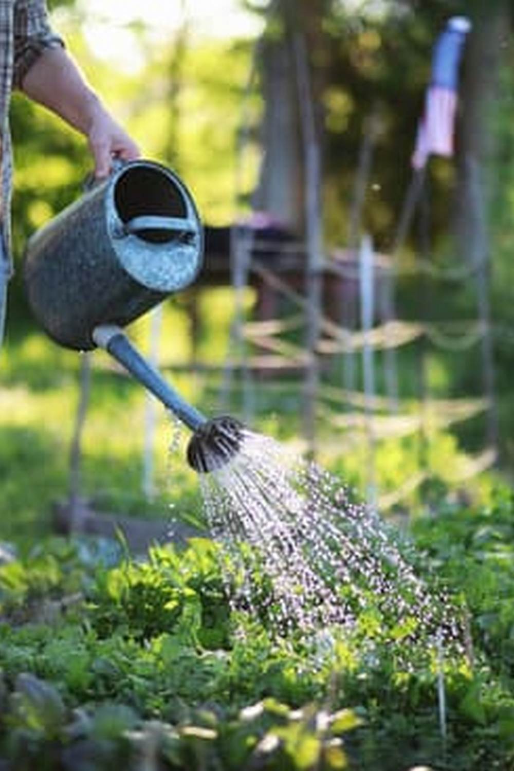 Comprehensive vegetable planting tips by Master Gardeners Sonoma County - follow their guide for success