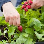 Vibrant summer vegetable gardening showcasing tomatoes, zucchinis, and bell peppers in full bloom