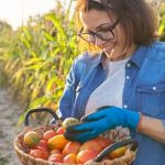 Best Watering System for Vegetable Gardens Best Watering System for Vibrant Produce Yield