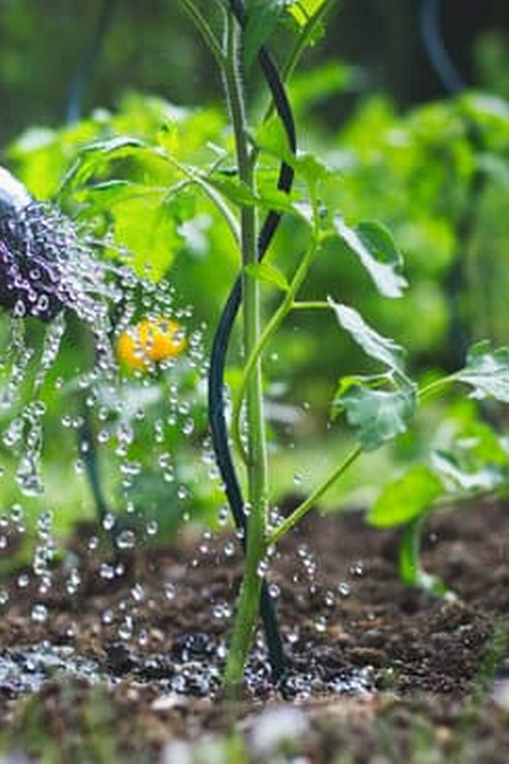 Explore the beauty of Australian vegetable gardening with unique flora and sustainable practices