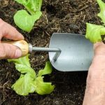 Interactive map showcasing Australian National Botanic Gardens vegetation. Explore diverse plant life locations