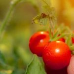 Maximize profit with organic vegetable gardening techniques for sustainable success