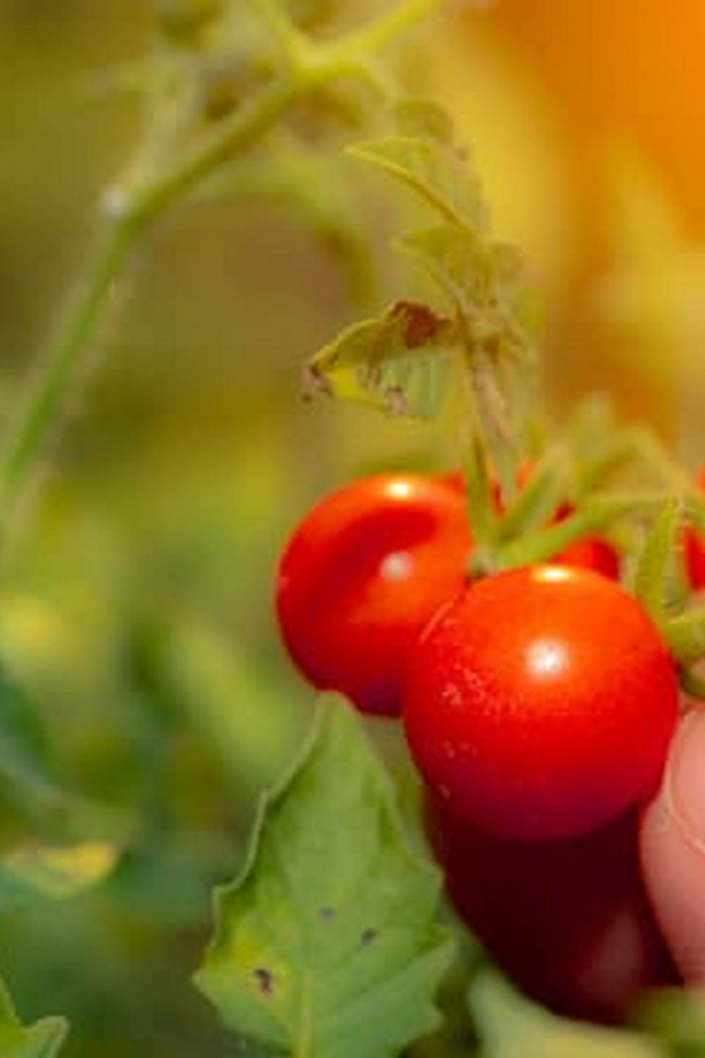 Maximize profit with organic vegetable gardening techniques for sustainable success