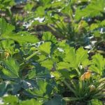 Vibrant Farmers Urban Vegetable Gardens showcasing diverse produce in city environments
