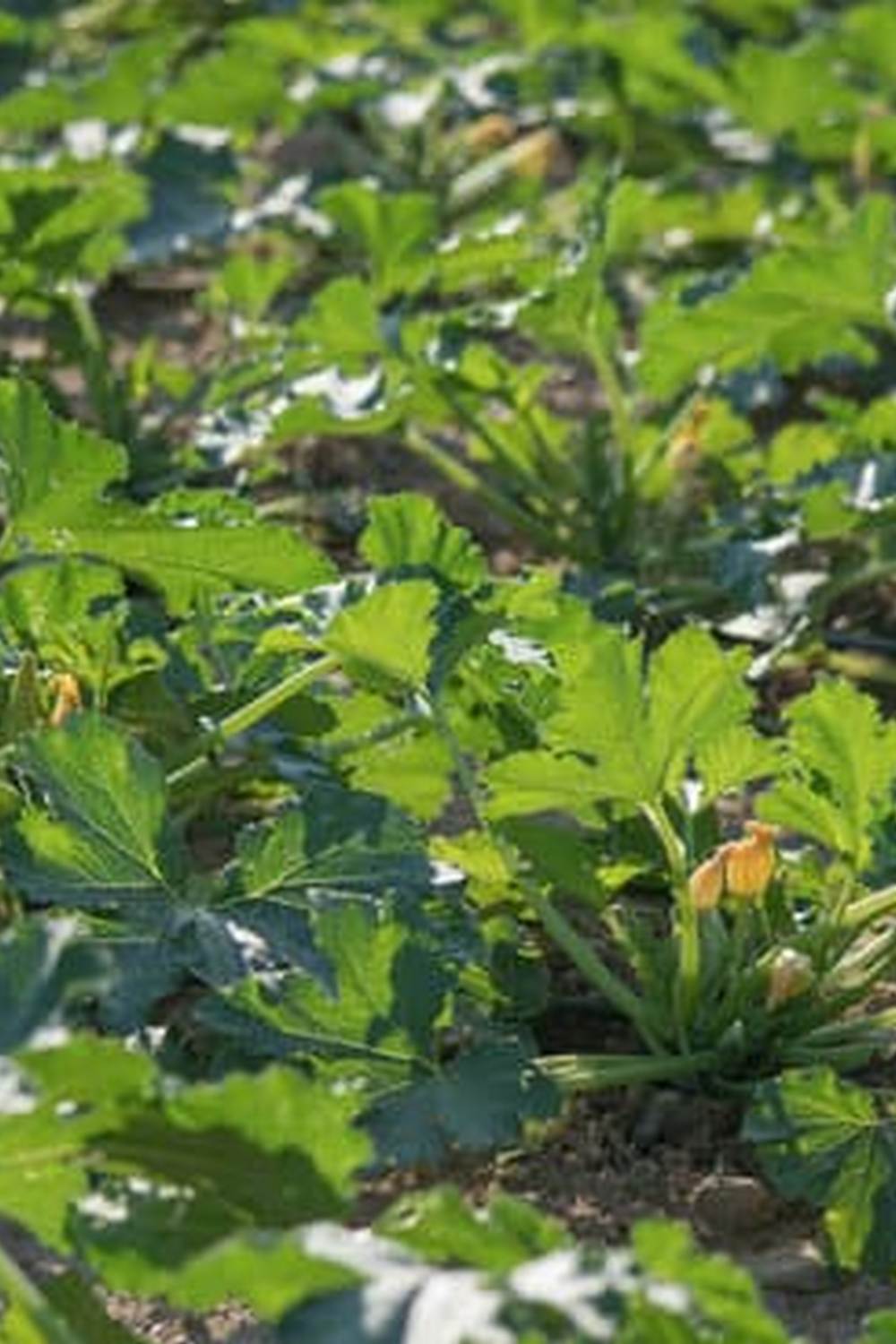 Vibrant Farmers Urban Vegetable Gardens showcasing diverse produce in city environments