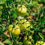 Explore Bunnings' raised vegetable gardens for a thriving backyard oasis