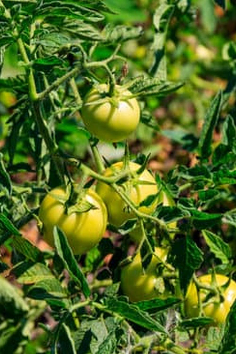 Explore Bunnings' raised vegetable gardens for a thriving backyard oasis