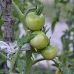 Create a vibrant WINE BARREL GARDENING VEGETABLE display in your backyard for a unique culinary experience