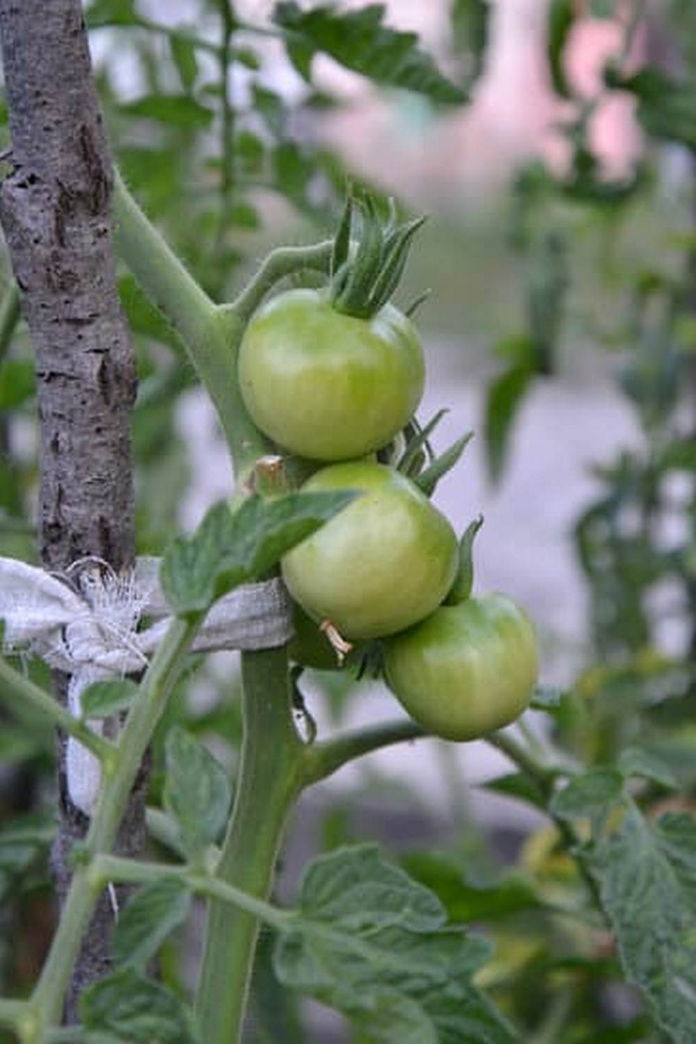 Create a vibrant WINE BARREL GARDENING VEGETABLE display in your backyard for a unique culinary experience
