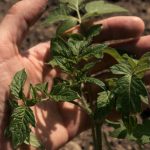 Top 5 Easiest Plants for Vegetable Gardening - Beginner-Friendly Options