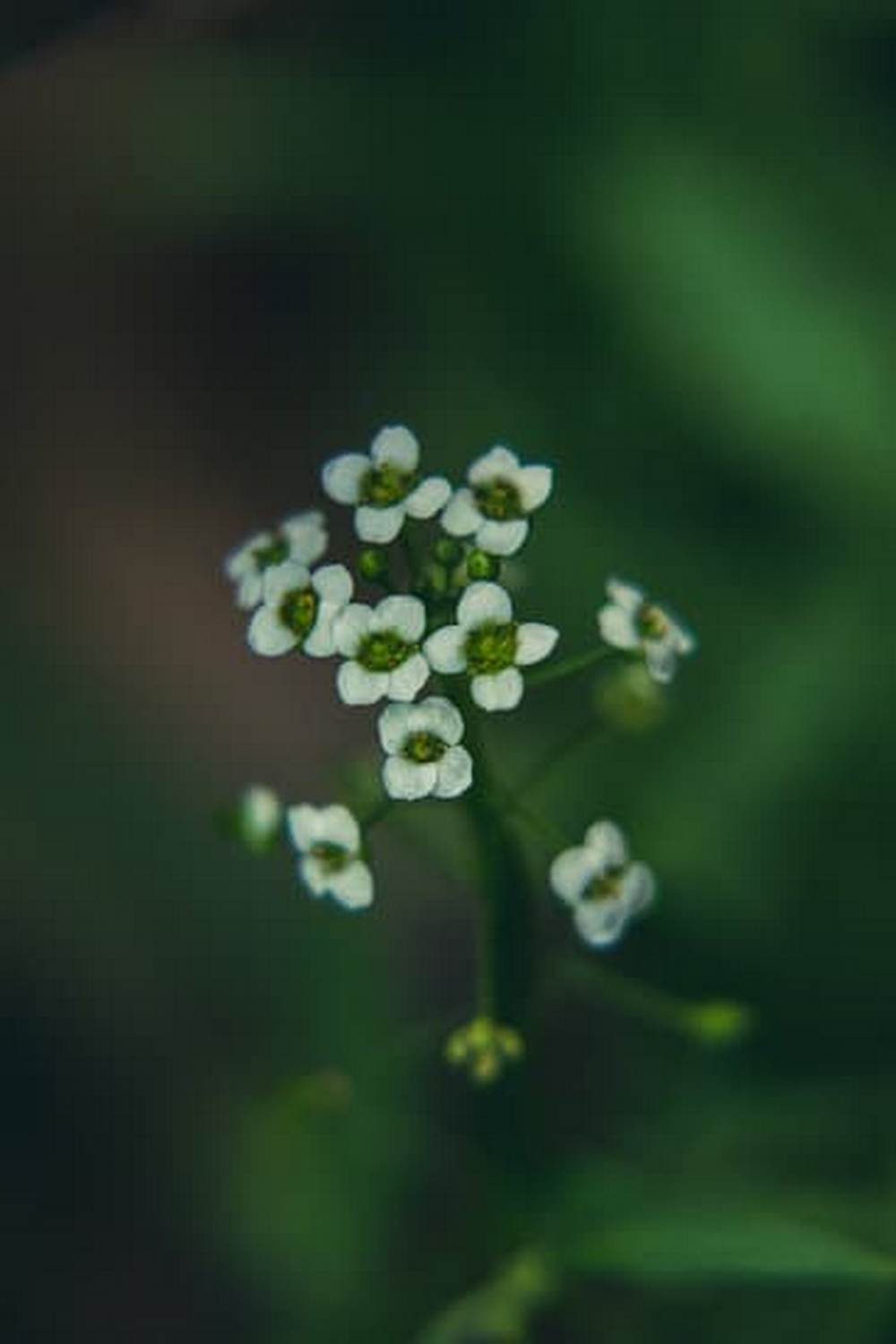 Types of Compost for Vegetable Gardens