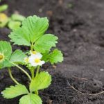 Vibrant vegetable containers in container gardening pictures showcasing various veggies