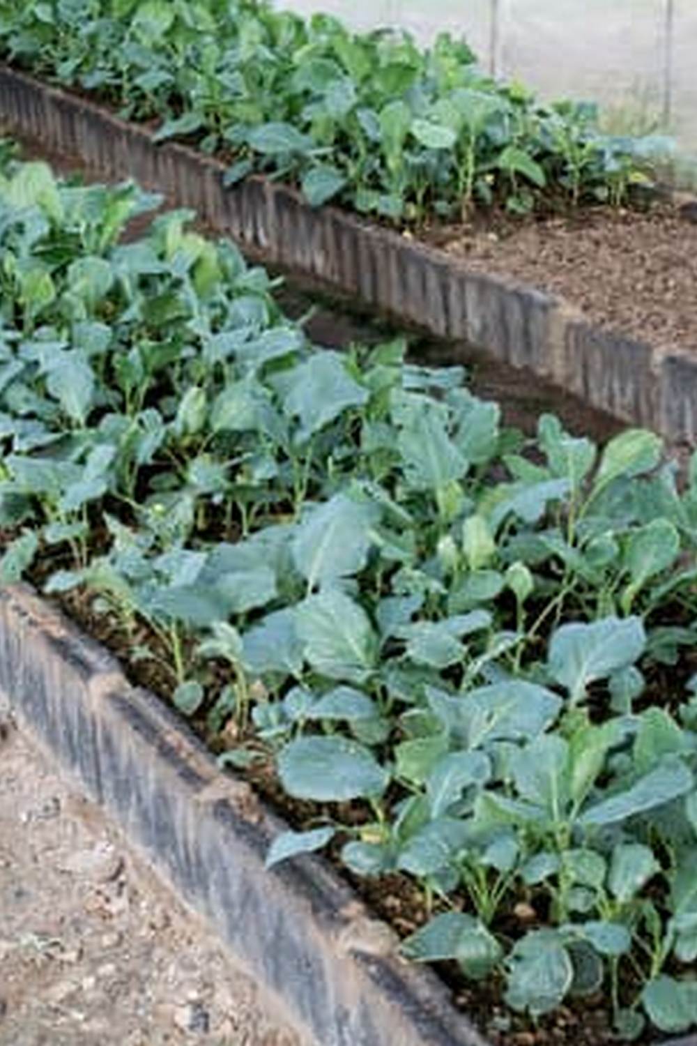 Tips for Sustainable Cultivation