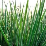 Vibrant Southwest fruit and vegetable gardening showcasing local produce and sustainable practices