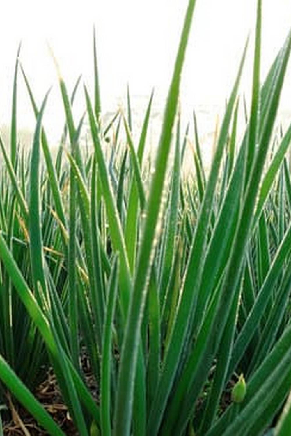Vibrant Southwest fruit and vegetable gardening showcasing local produce and sustainable practices