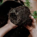 Vibrant Indoor Amazon Kitchen Gardening - Growing Fresh Vegetables All Year Round