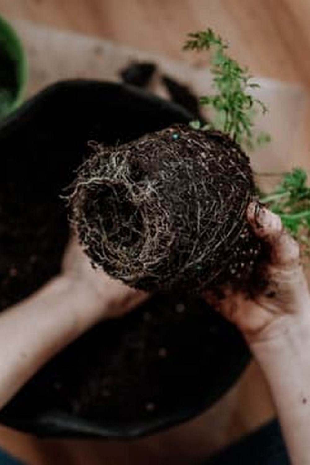 Vibrant Indoor Amazon Kitchen Gardening - Growing Fresh Vegetables All Year Round