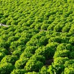 Beginner-friendly guide to greenhouse vegetable gardening tips for growing freshest produce