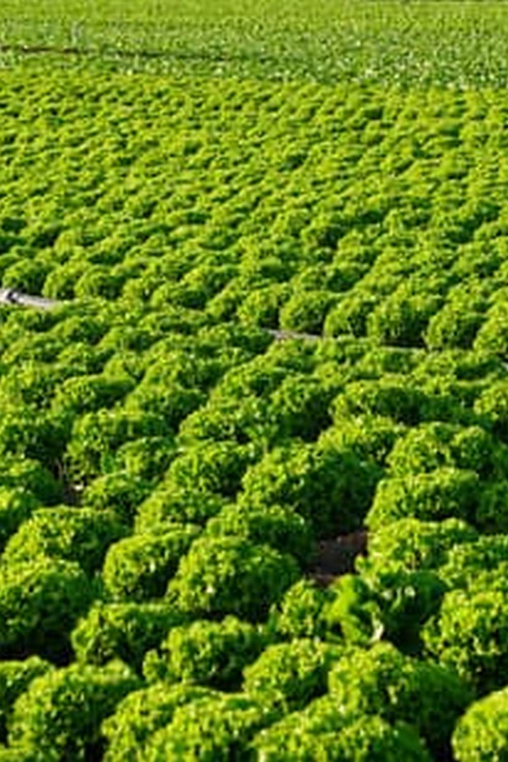 Beginner-friendly guide to greenhouse vegetable gardening tips for growing freshest produce