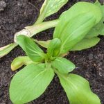 Discover the most common vegetables grown in home gardens. #vegetables #homegardens