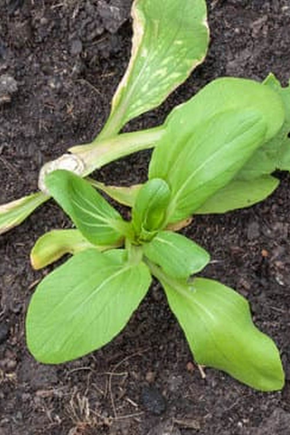 What Are Most Common Vegetables Grown in Home Gardens 1 Discover the most common vegetables grown in home gardens. #vegetables #homegardens