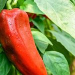 Explore the key features of vegetable market gardening for successful cultivation and higher yield