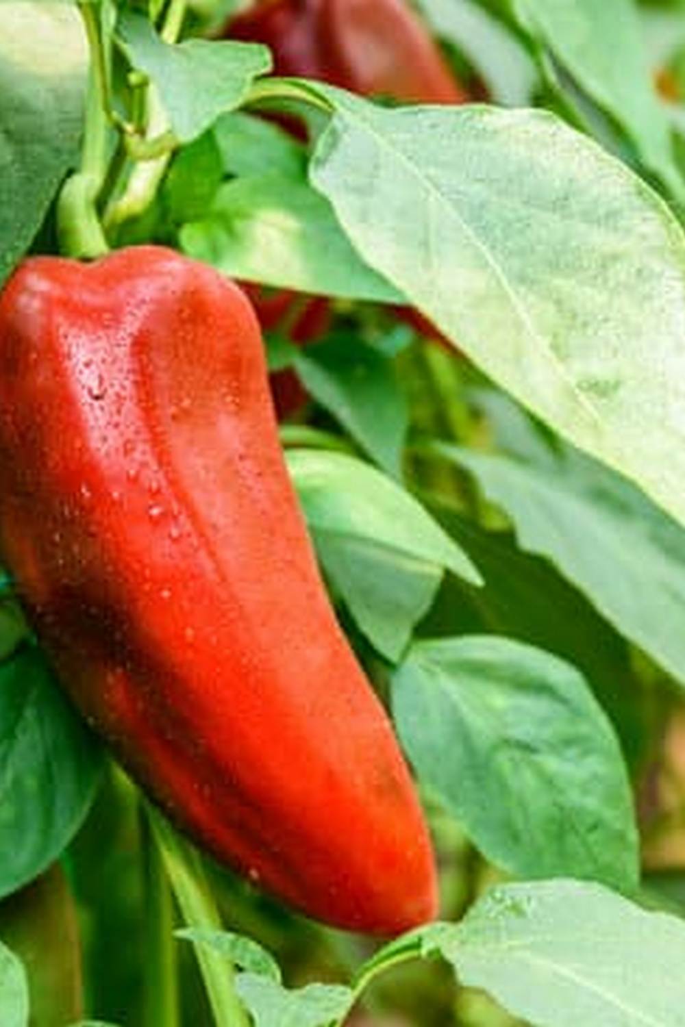 Explore the key features of vegetable market gardening for successful cultivation and higher yield