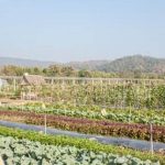 Vibrant Texas Coastal Bend Vegetable Garden showcasing diverse plant life along the coast