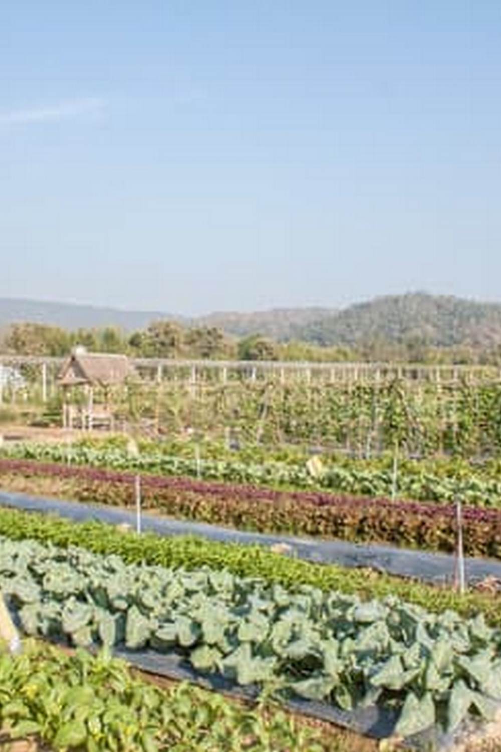 Vibrant Texas Coastal Bend Vegetable Garden showcasing diverse plant life along the coast